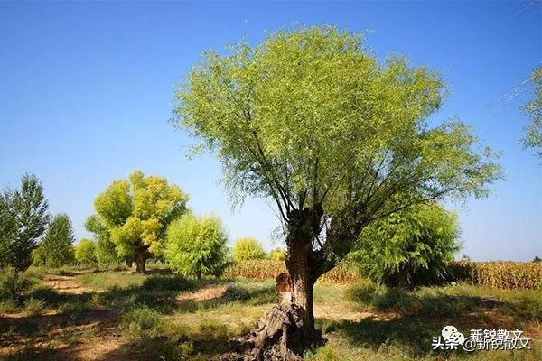 那个遥远的村庄,在那遥远的小山村