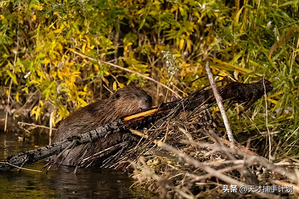 这个工作很带劲儿:94年女孩,三年救了60只猛兽的命