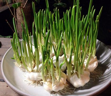 封闭的阳台上适合种什么蔬菜,阳台种什么蔬菜好看又好养