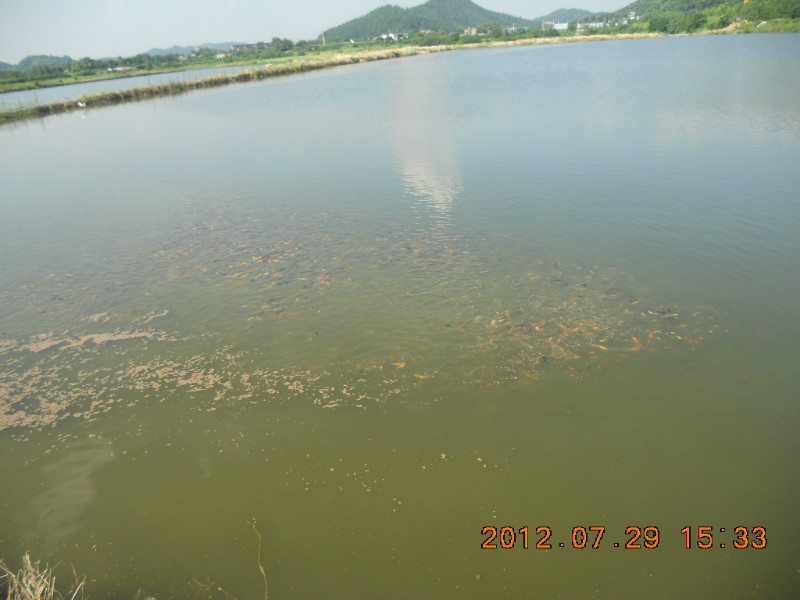 湖南最好的锦鲤养殖基地,湘潭锦鲤养殖