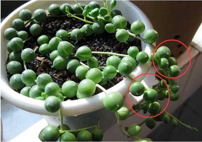 佛珠吊兰藤蔓的养殖方法,多肉吊兰佛珠养殖方法