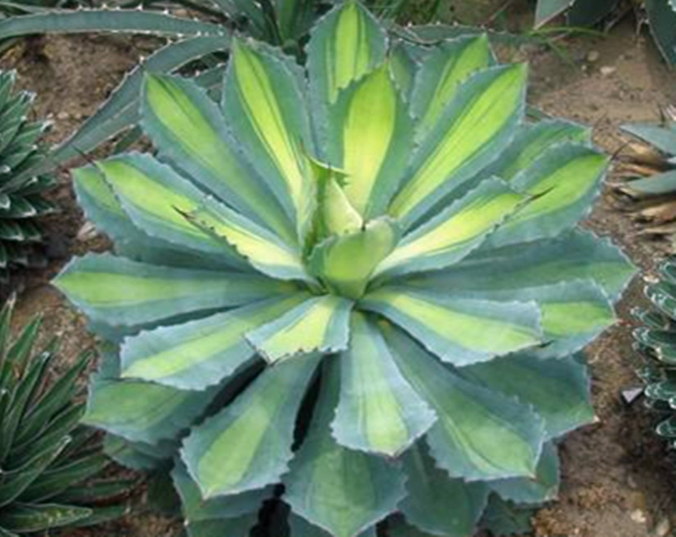 多肉植物龙舌兰养殖方法,龙舌兰多肉植物养殖方法