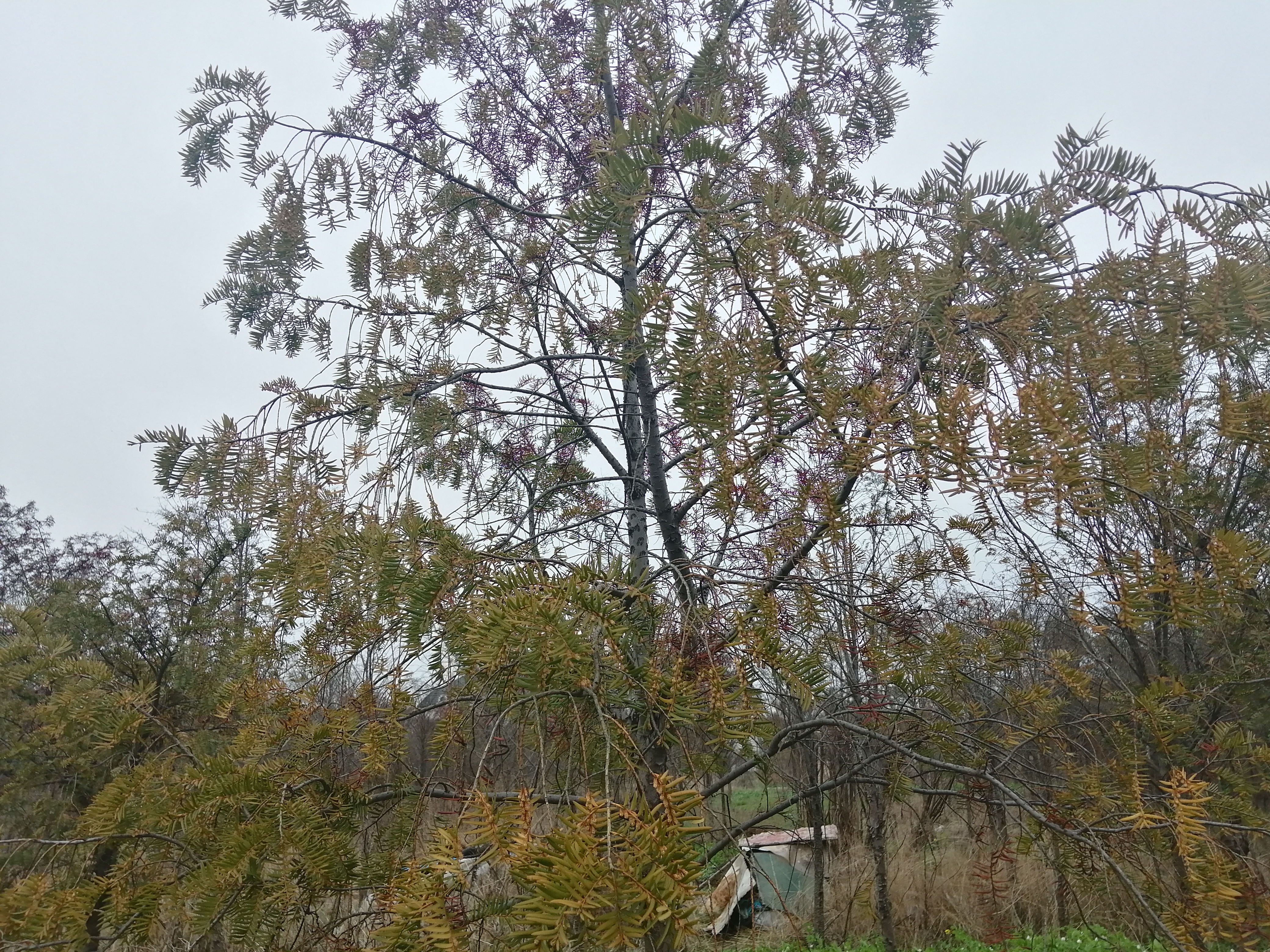 紫杉醇属于抗肿瘤药吗,抗肿瘤的非化疗药物