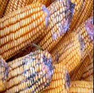 鸡病根源,鸡病难题