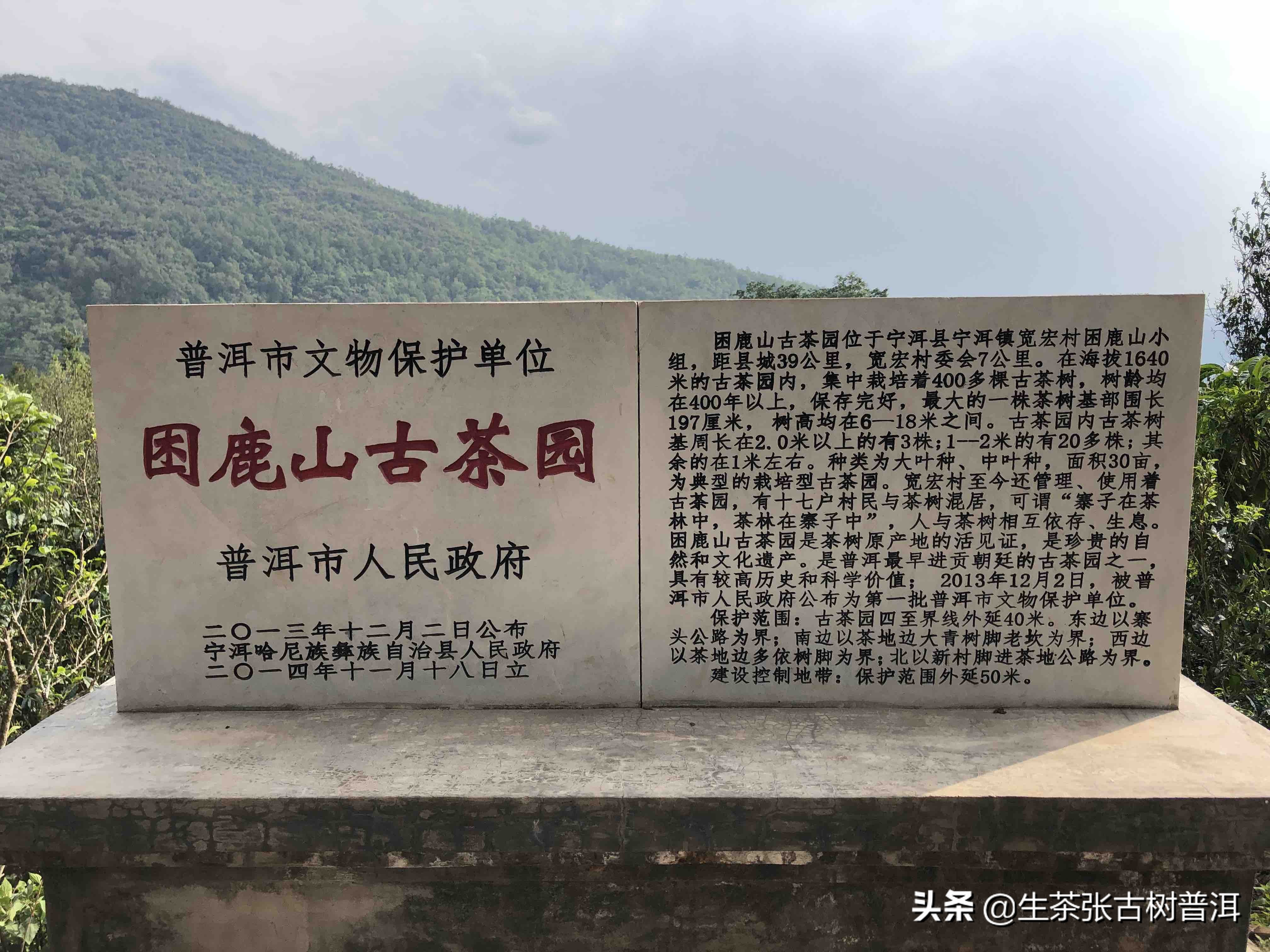 困鹿山普洱茶属于易武哪里,困鹿山普洱茶地理位置