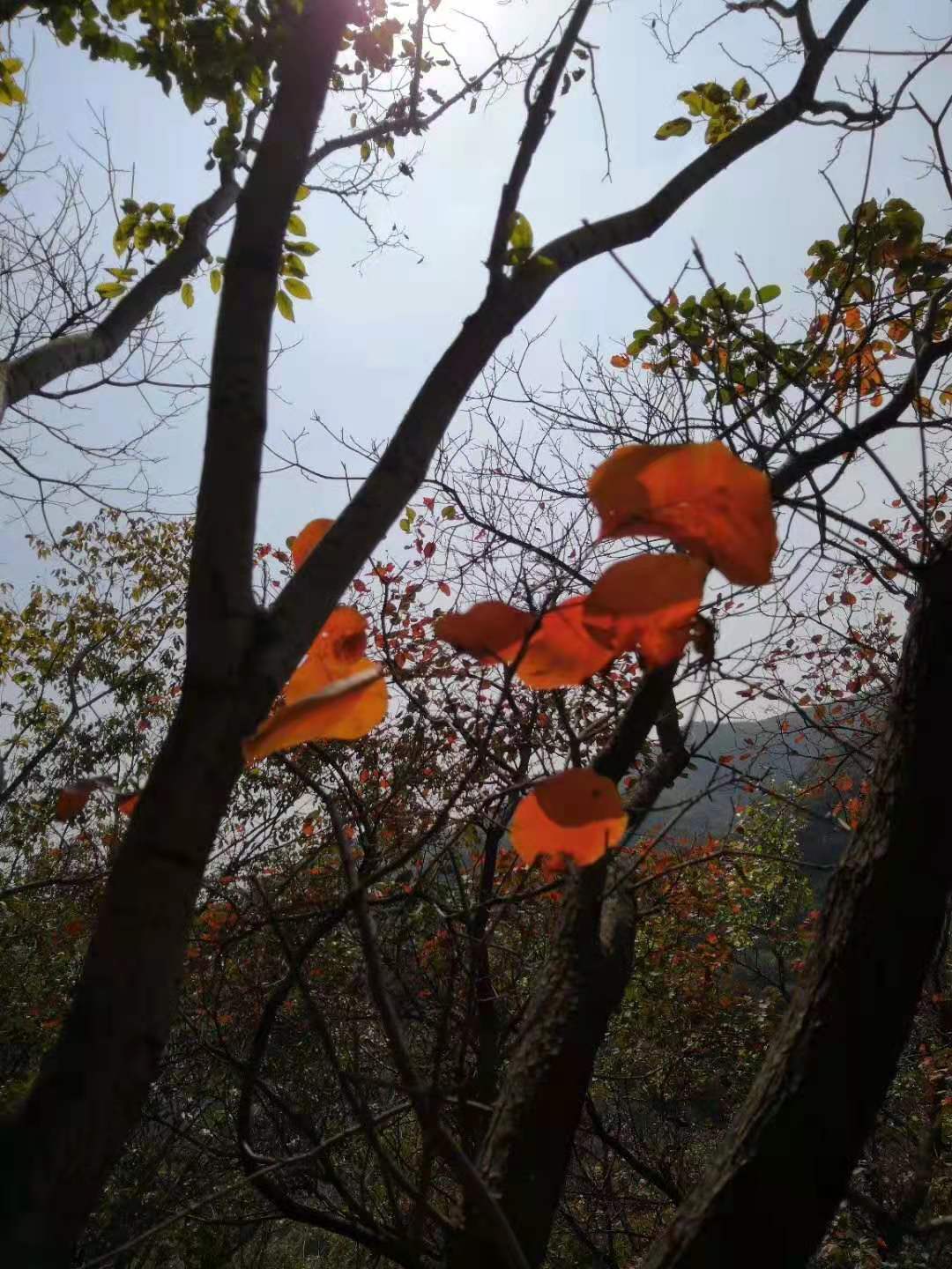 中考think原题,中考数学思维复习