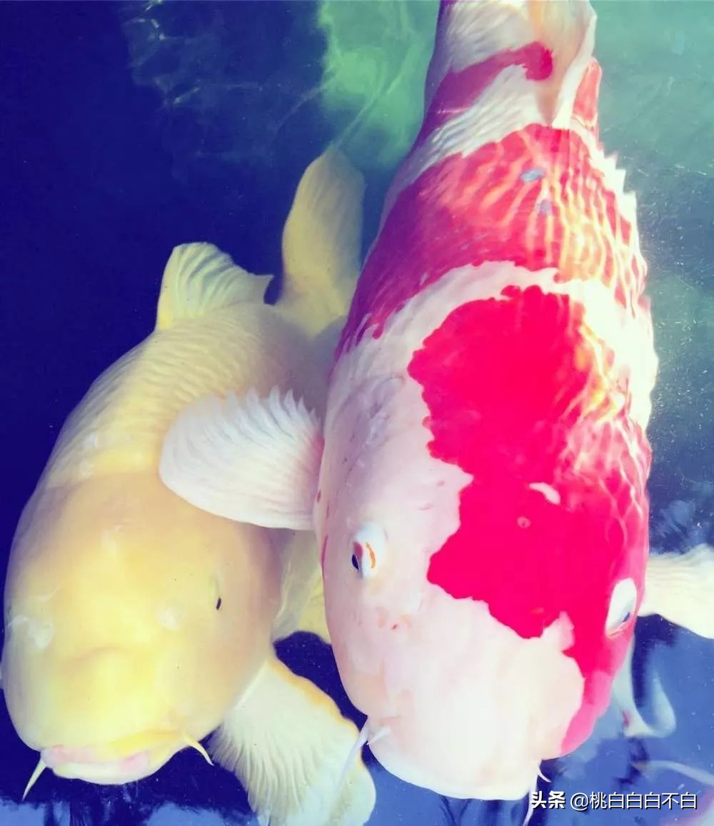 锦鲤为什么让人着迷,为什么说锦鲤运气好