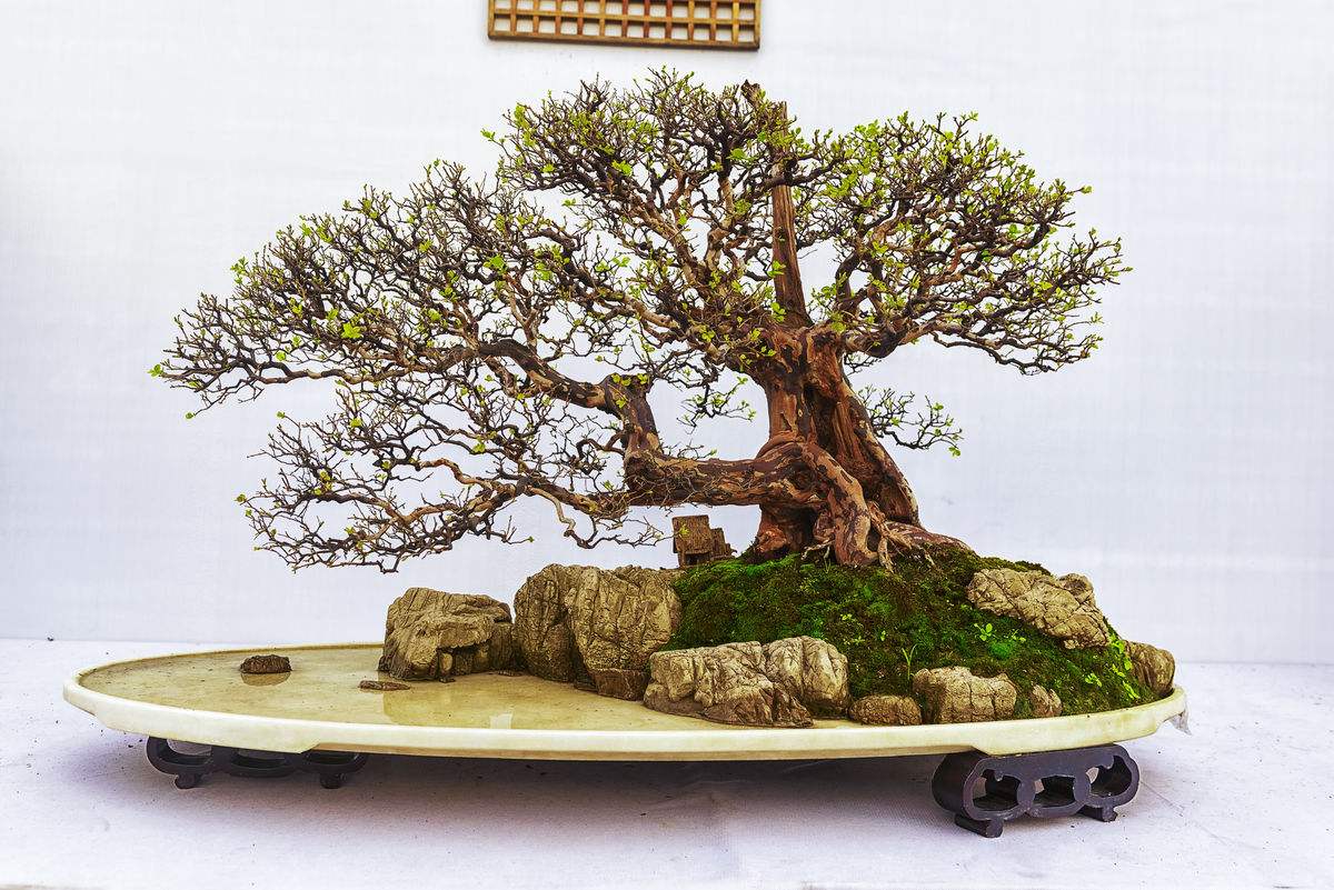 雀梅盆景冬天怎么养护,雀梅盆景养护方法