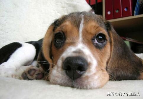 小狗吃多了怎么办简单3步解决,小狗一次吃多了怎么办