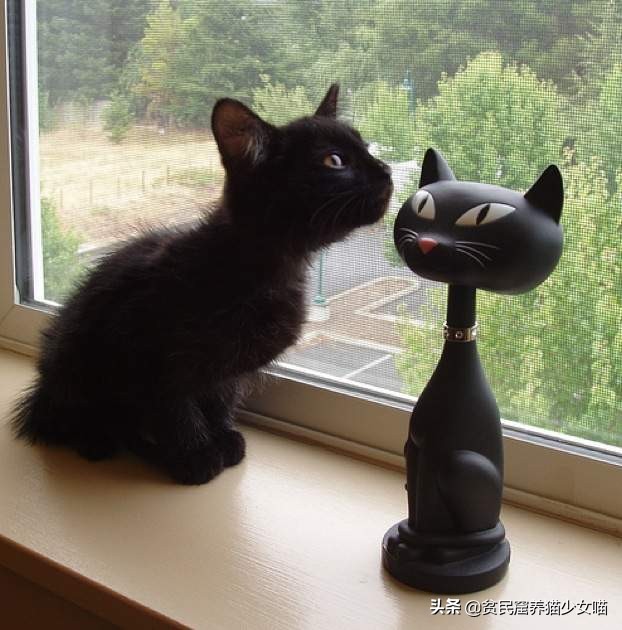 猫崽的颜色和猫妈妈一样吗,猫宝宝的颜色