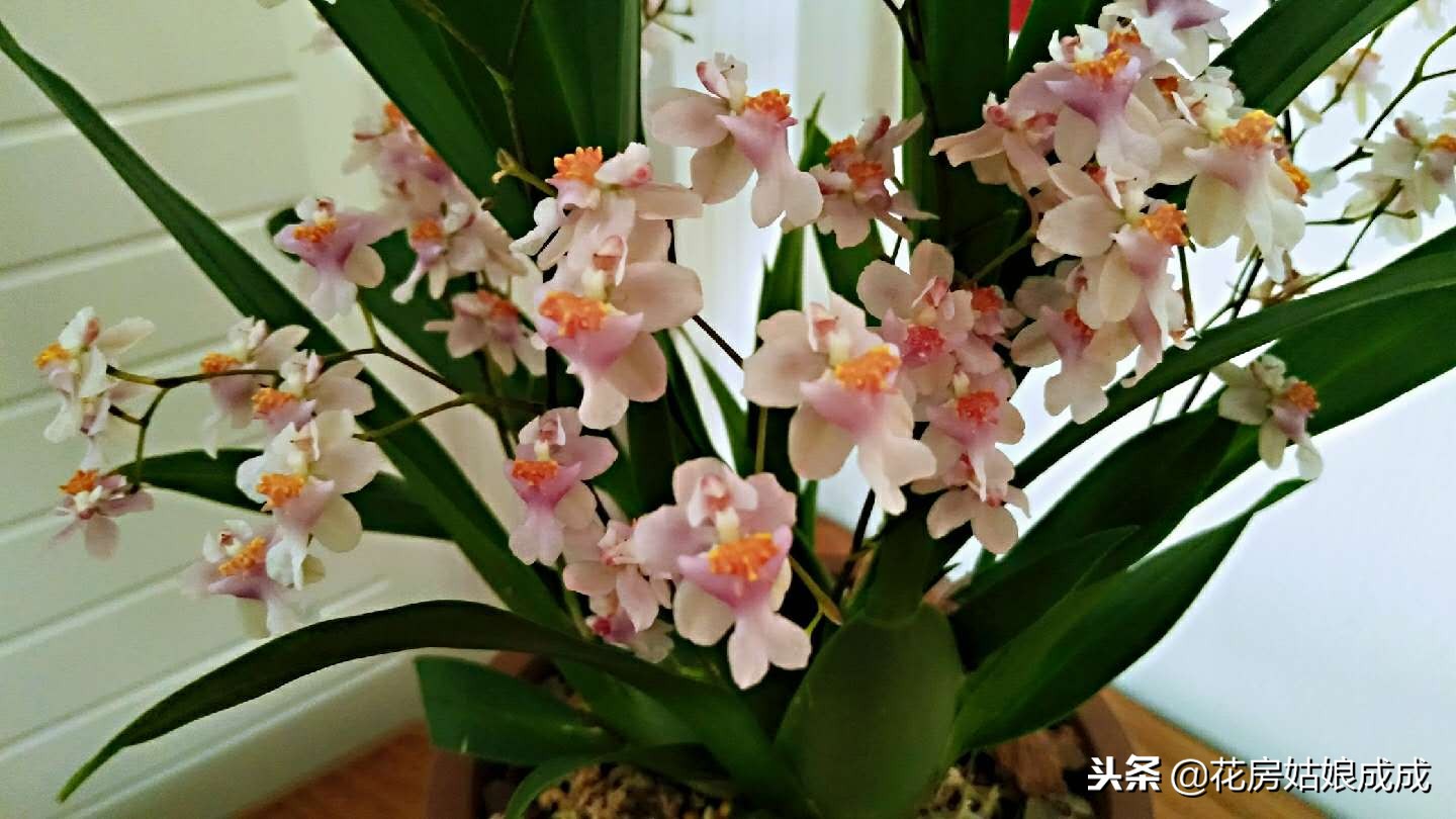 比较好养的兰花种类,什么兰花最好养又香又好看