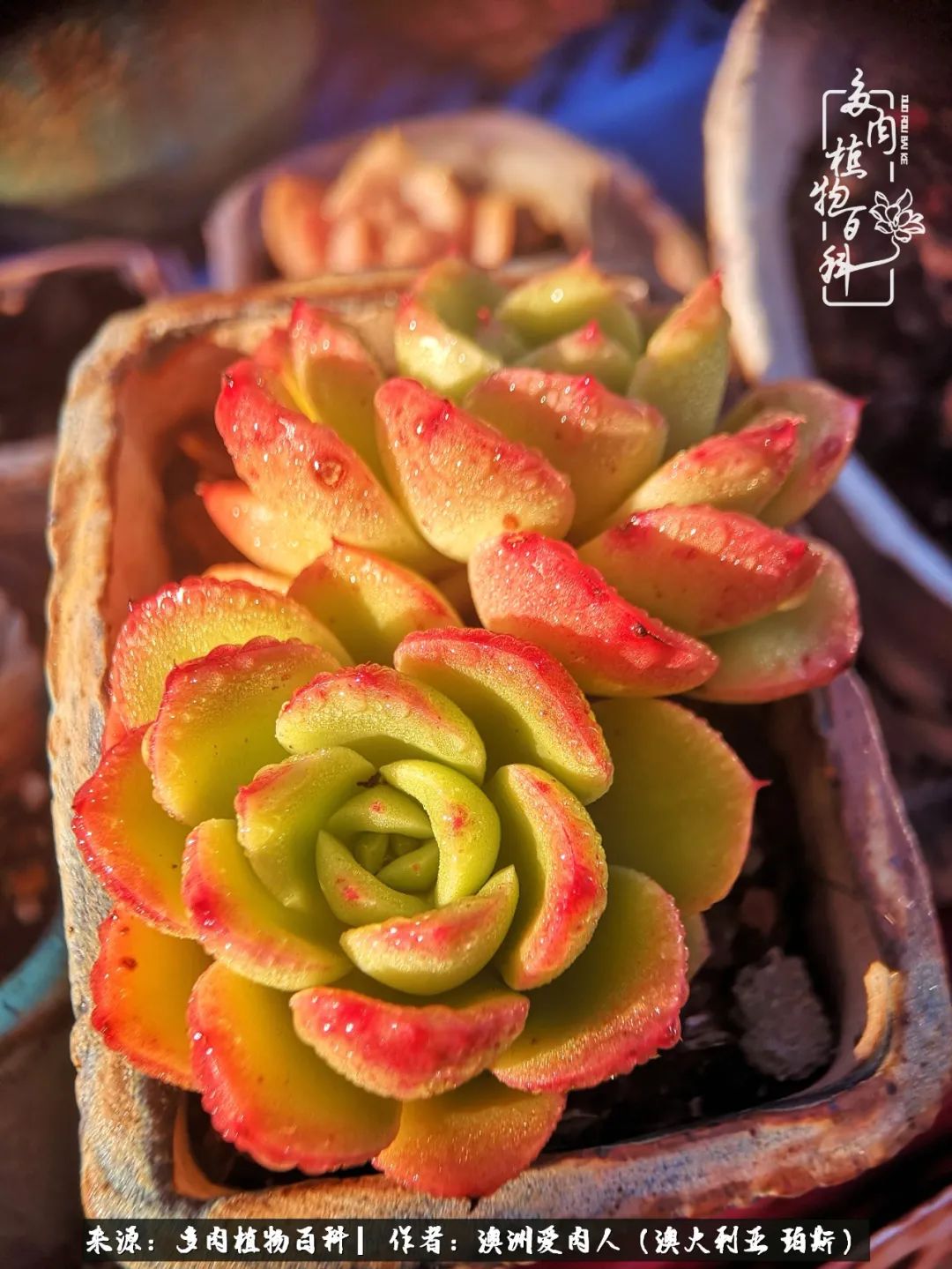 采蘑菇的小姑娘，“转行”来把多肉养