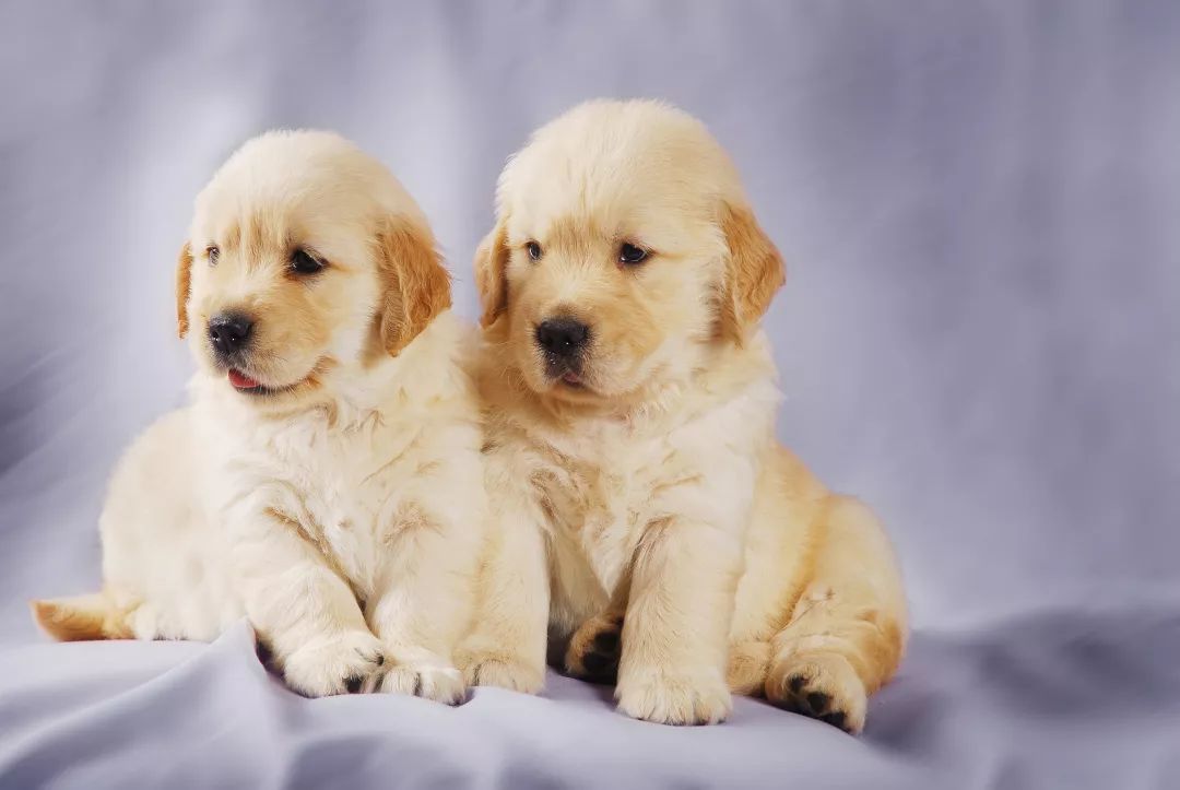 如何挑选一只好的金毛,怎么挑选性格好的小金毛