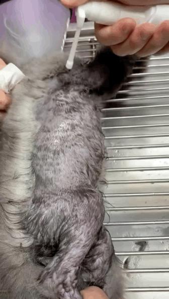 盘点那些手贱的猫咪被烫伤,盘点猫咪被烫过的倒霉瞬间