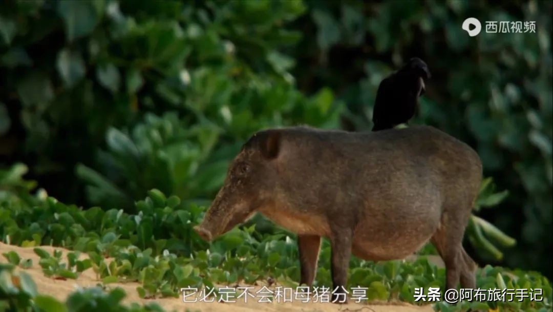 豆瓣9.1分，看过不足1500人，我却复盘了张日本最全野游图