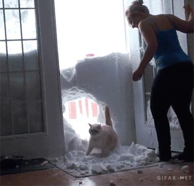 看看俄罗斯猫有多彪悍，徒手斗狗熊，单脚撕野狼！你是大佬我服了