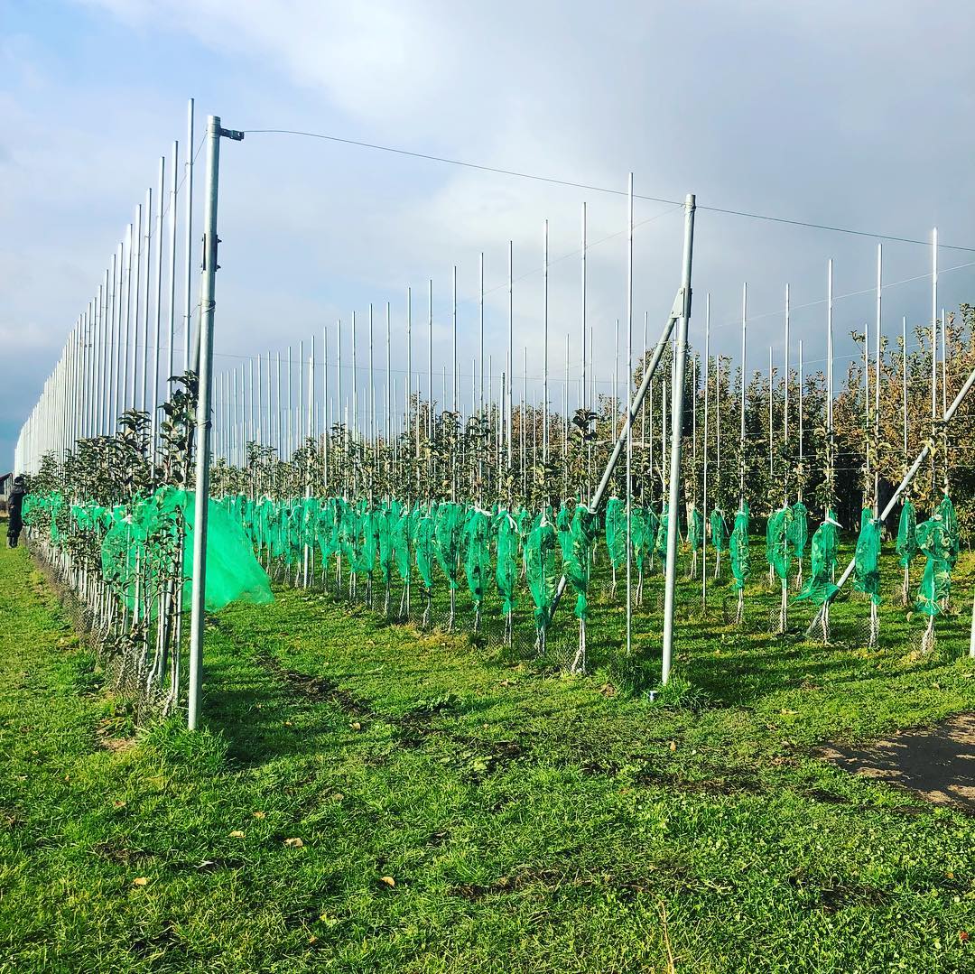 日本青森苹果图片,走进青森苹果园