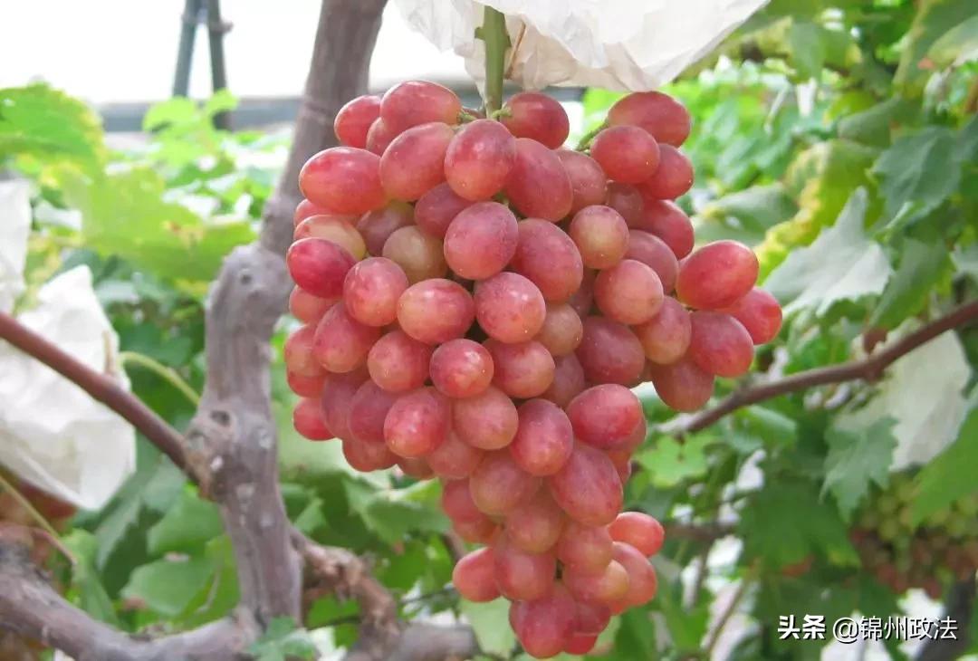 沈阳有什么特色农产品,辽宁省14个市县特产农产品