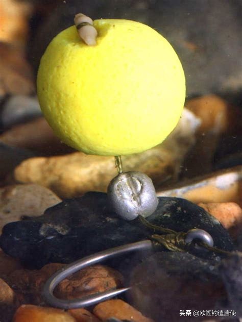 话说欧鲤钓组全集,欧鲤钓组可以钓哪些鱼