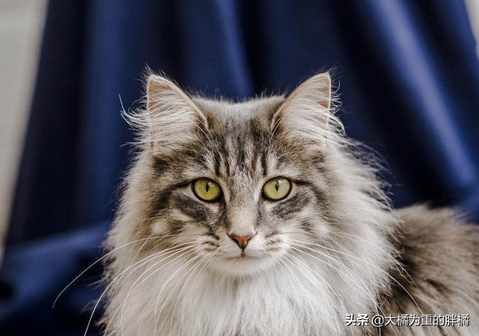 猫胡子摸不得,猫咪胡子长短不一可以剪吗