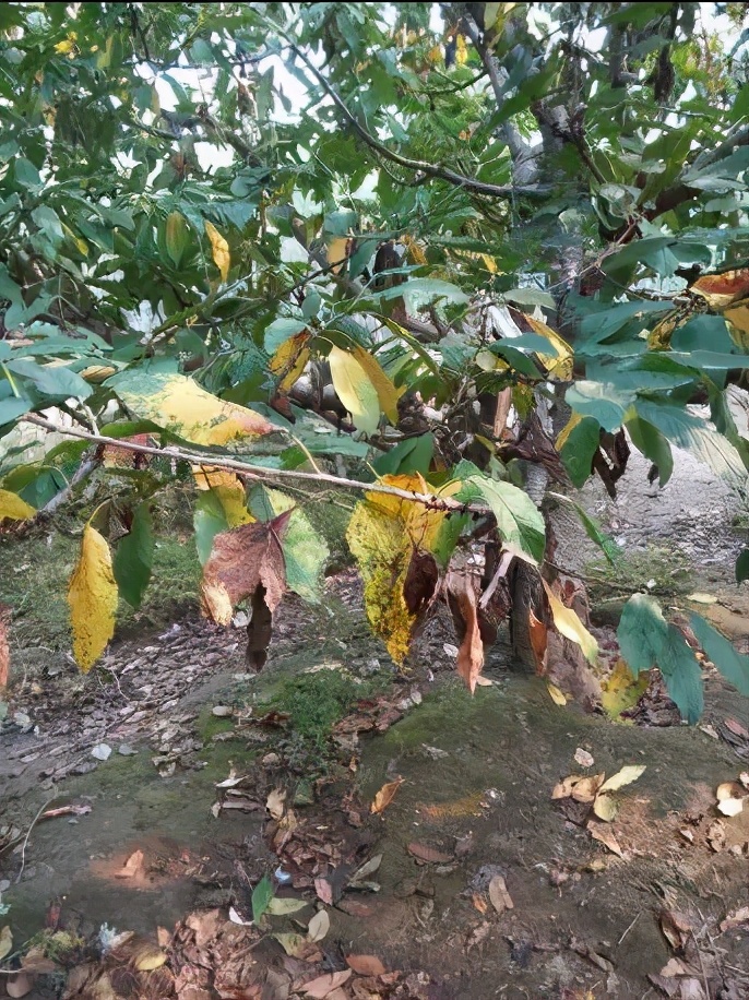 大樱桃快速落叶喷什么药,如何预防大樱桃缩果