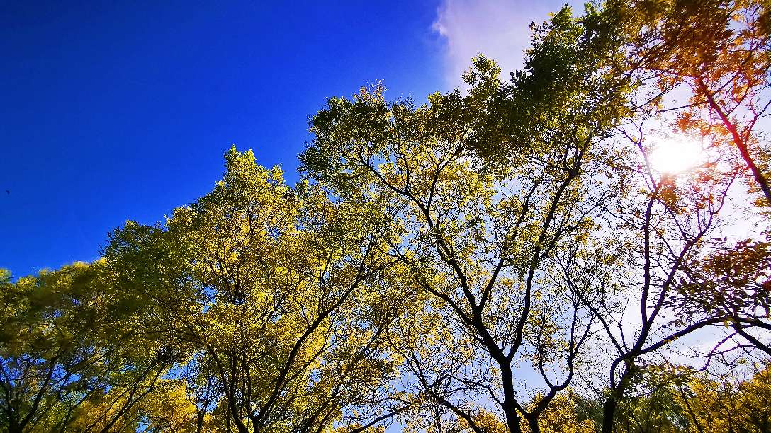 鍖椾含绉樺,鍖椾含绉樺涔嬫梾