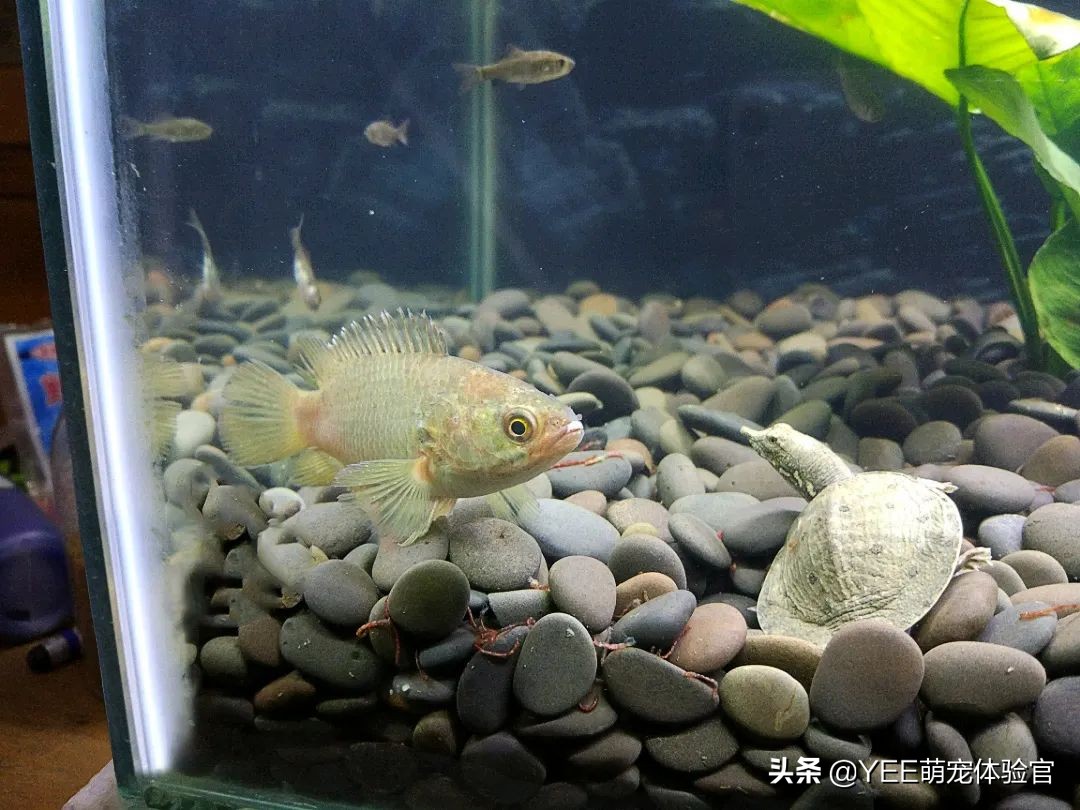 攀鲈爱吃什么东西,攀鲈最喜欢吃啥