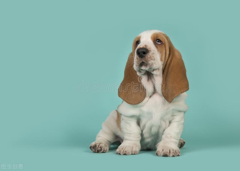 小狗常见的寄生虫有哪些,养宠物寄生虫进入大脑