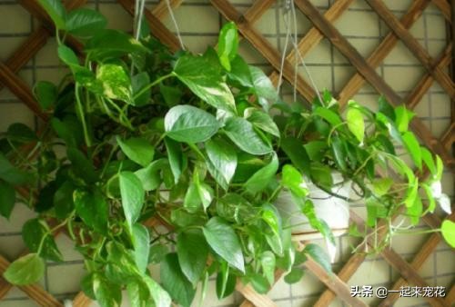 目前最好的养花营养液,养花草树的万能营养液