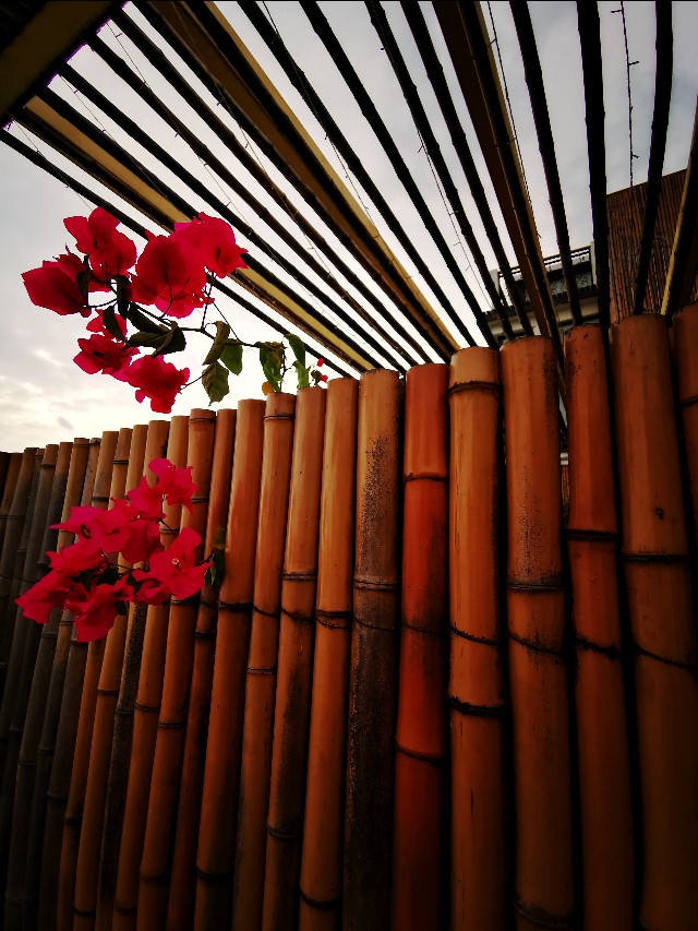 我是花痴,我花心(苏州西山行之一)