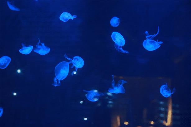 成都网红树屋,网红树屋成都