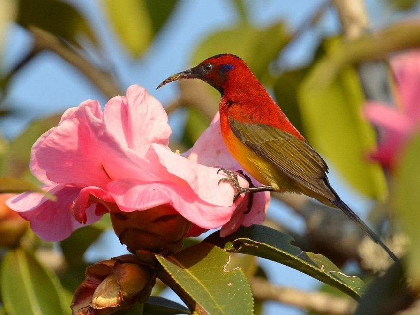 太阳鸟品质,太阳神鸟绝美