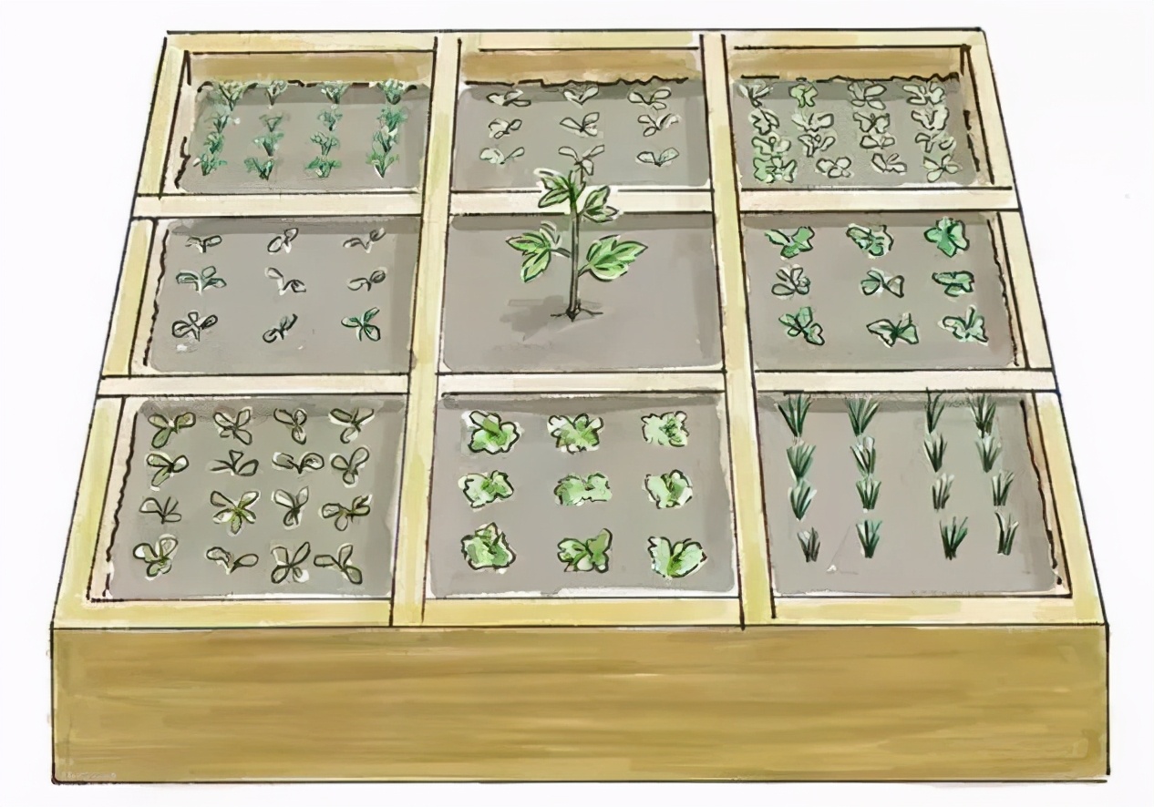 小型菜园怎么合理利用,1米菜园立体菜园
