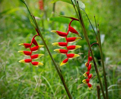 花艺插花常见花名有哪些,鲜花插花的技巧有哪些