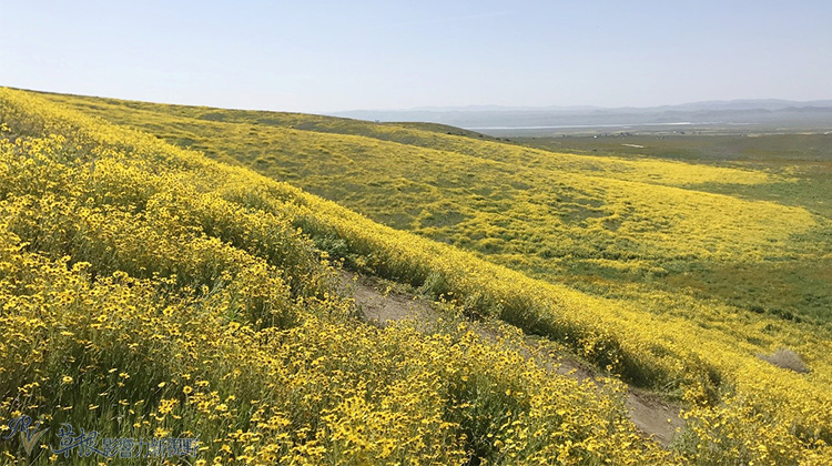 加州野花,加州野花的视频