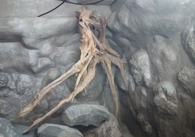 自己做大型水陆缸,在家自己打造一个沙漠缸