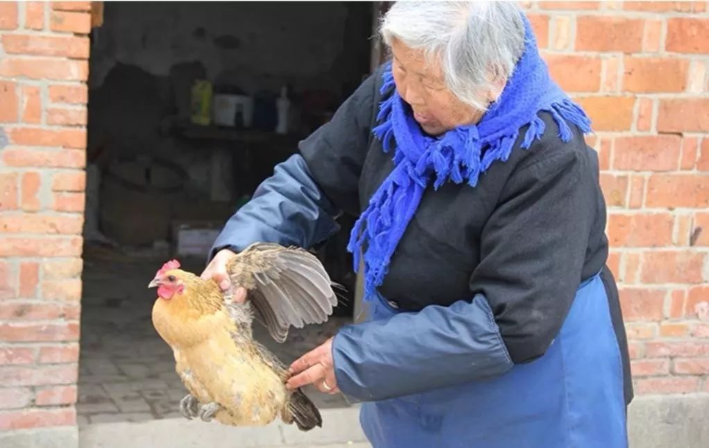 我在农村做代购：自购4万只小鸡送村民被骂“傻瓜”，现年销700万