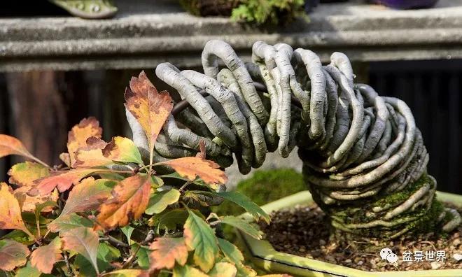 大师级老桩盆景欣赏,精美绝伦的老桩盆景