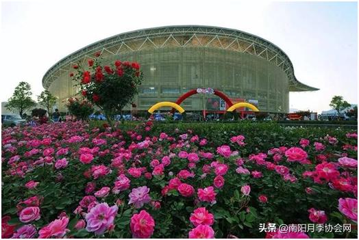 南阳世界月季之乡的金字招牌,聚焦南阳月季之美展示