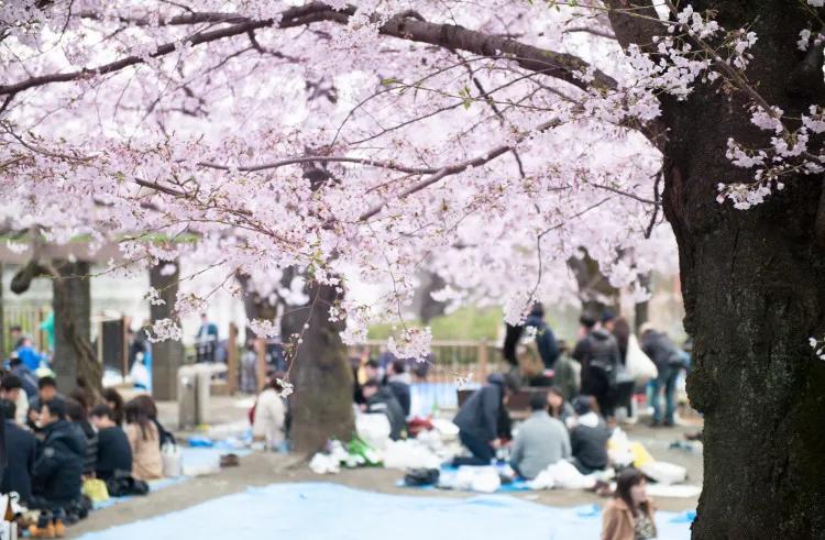疫情期间为了赏樱花，憋坏了的日本人都想出了哪些另类方法？
