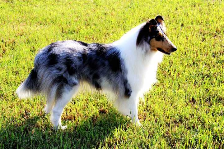 最齐全的狗狗品种介绍及图片,带你了解一下常见狗狗的品种