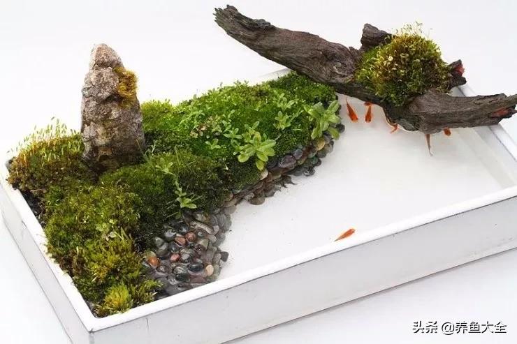 什么金鱼好养又好看,养哪种金鱼又好看又好养