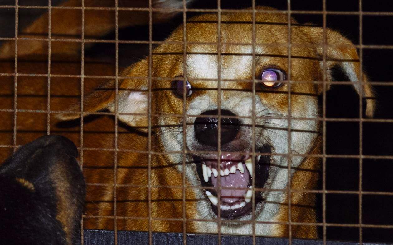 狗狗狂犬病前兆是什么症状,狗狗携带狂犬病毒有什么症状