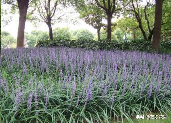 这4种花适合种在庭院中,庭院野草太多想种草皮