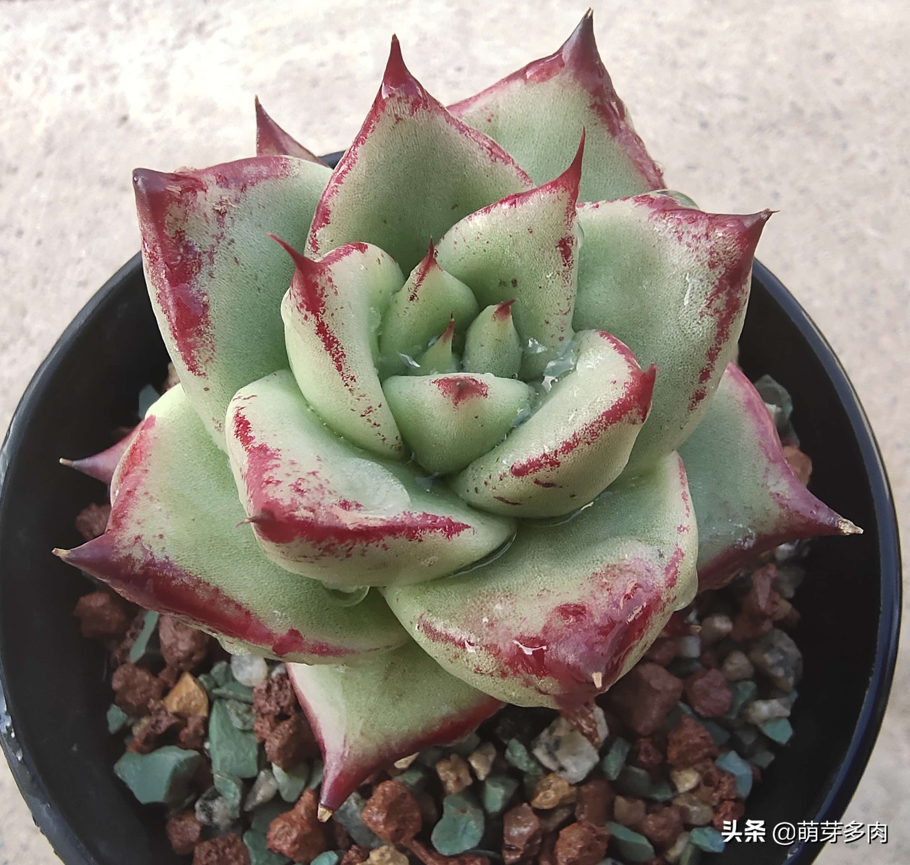 多肉口红怎么养才长得好,多肉口红怎么养出状态