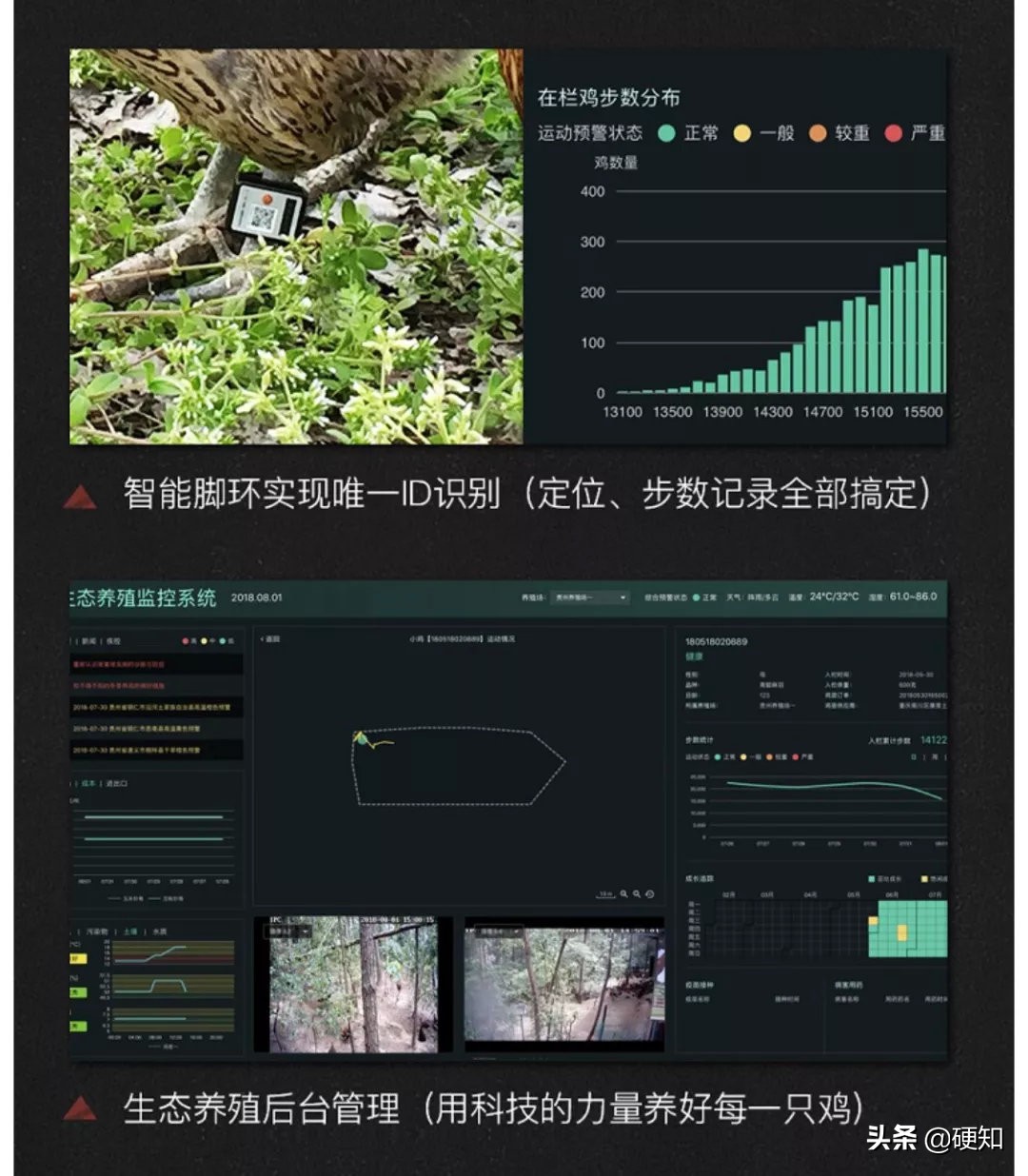 一只母鸡改变自己的命运,一只改变人生命运的猫