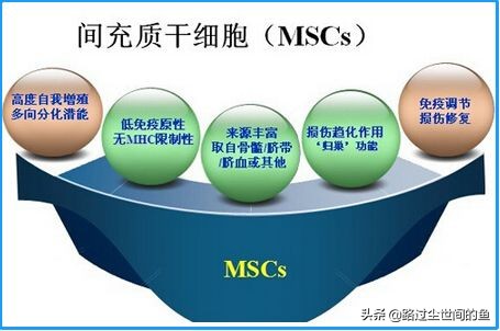 人体干细胞最新成果,最厉害的干细胞排行榜