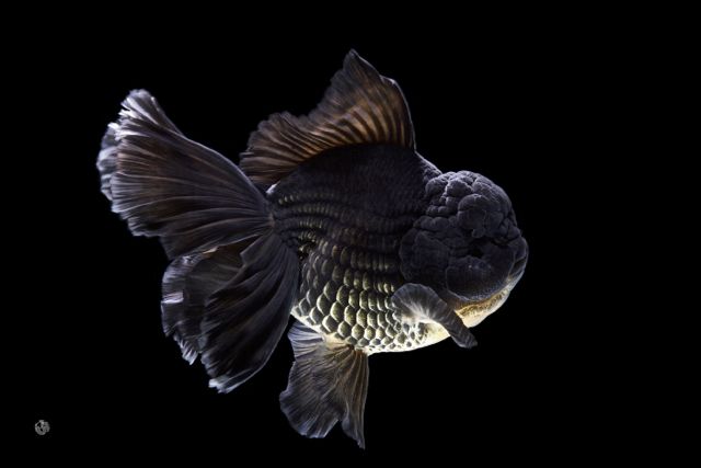 梦里金鱼知多少|〇二狮头Oranda分组(大赛报名开启)