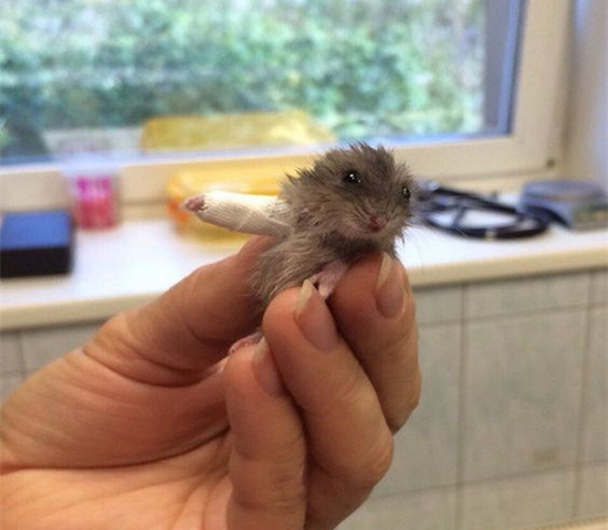 可伶仓鼠不慎骨折，不想事后诸葛亮，这四个预防措施很管用！