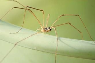 在野外奇形怪状的蜘蛛,各种宠物蜘蛛图片